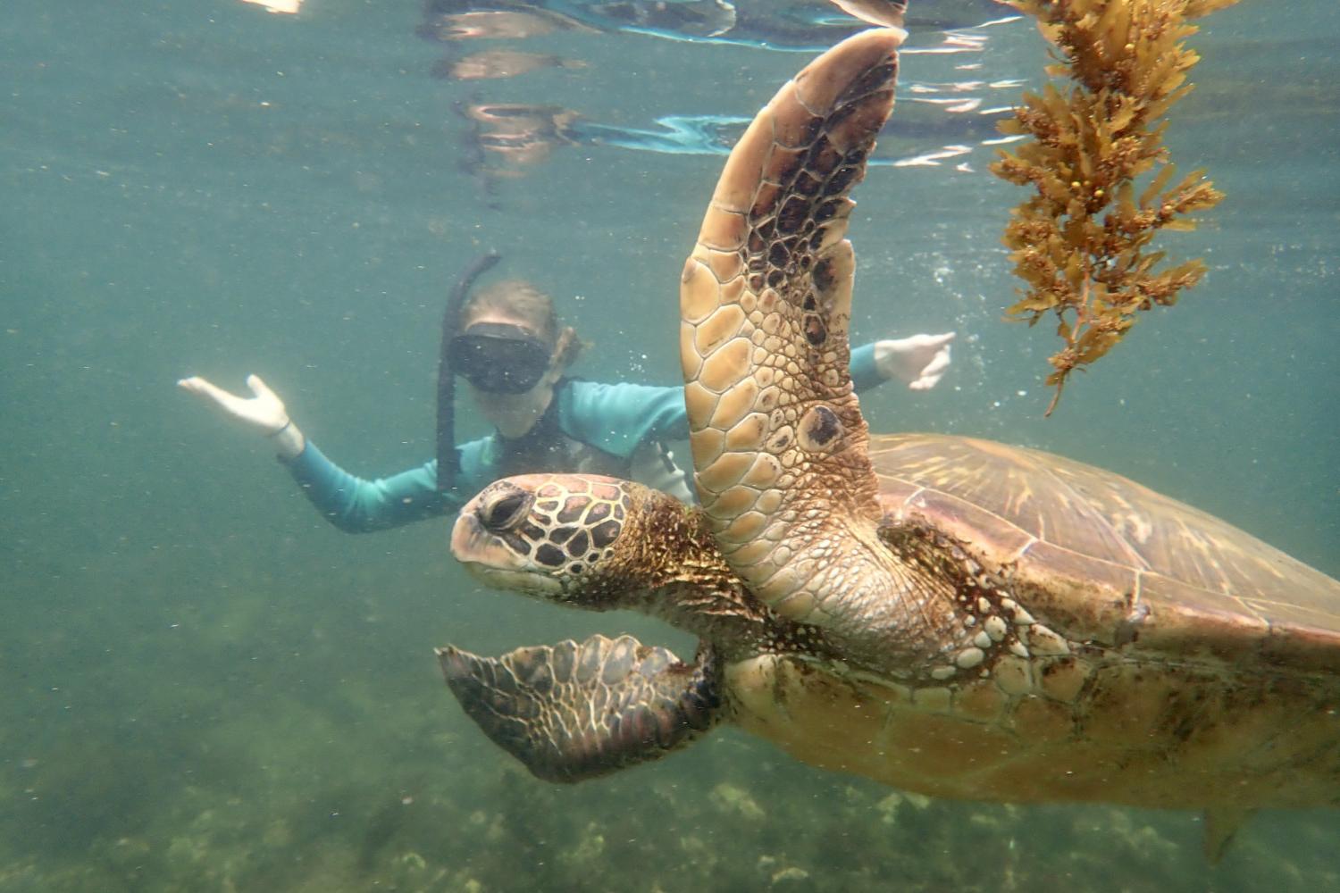 一名<a href='http://ctss.ngskmc-eis.net'>博彩网址大全</a>学生在Galápagos群岛游学途中与一只巨龟游泳.